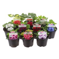 A Lucky Dip Selection! Basket Plants - 10 x 9cm Pot Bedding