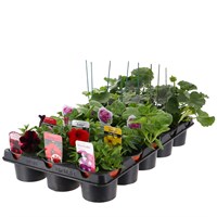 A Lucky Dip Selection! Basket Plants - 15 x 10.5cm Pot Bedding Tray
