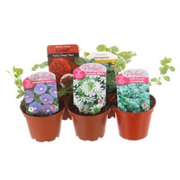 A Lucky Dip Selection! Basket Plants - 5 x 7cm Pot Bedding