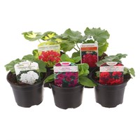 A Lucky Dip Selection! Basket Plants - 5 x 9cm Pot Bedding