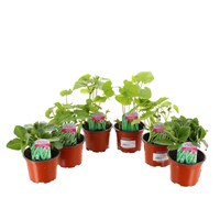 A Lucky Dip Selection! Beans - 6 x 10.5cm Pot Vegetable