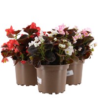 A Lucky Dip Selection! Begonia Bronze Leaf - 3 x 2L Pot Bedding
