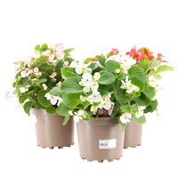 A Lucky Dip Selection! Begonia Green Leaf - 3 x 2L Pot Bedding