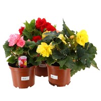 Longacres Choice - Begonia Non Stop - 3L Pot Bedding