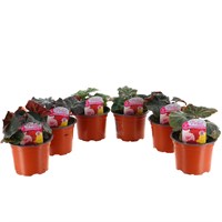 A Lucky Dip Selection! Begonia Non Stop Mixed - 6 x 10.5cm Basket Bedding