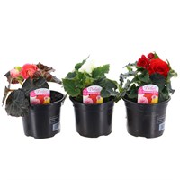A Lucky Dip Selection! Begonia Nonstop - 3 x 13cm Pot Bedding