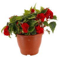 A Lucky Dip Selection! Begonia Nonstop - 6.5L Pot Bedding