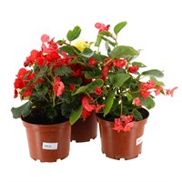 A Lucky Dip Selection! Begonia Semp - 3 x 3L Pot Bedding