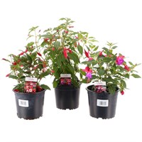 A Lucky Dip Selection! Bella Fuchsia - 13cm x 3 Pot Bedding