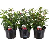 A Lucky Dip Selection! Fuchsia Bella - 3 x 13cm Pot Bedding