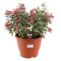 A Lucky Dip Selection! Bella Fuchsia - 6.5L Pot Bedding