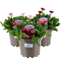 A Lucky Dip Selection! Bellis Pomponette - 3 x 2L Pot Bedding