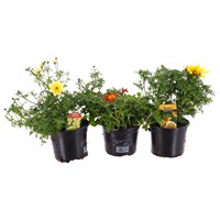 A Lucky Dip Selection! Bidens - 3 x 13cm Pot Bedding
