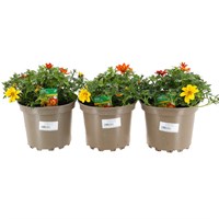 A Lucky Dip Selection! Bidens Trio - 3 x 2L Pot Bedding