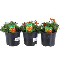 A Lucky Dip Selection! Bidens Trio Mixed - 3 x 13cm Pot Bedding