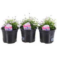 A Lucky Dip Selection! Brachyscombe - 3 x 13cm Pot Bedding