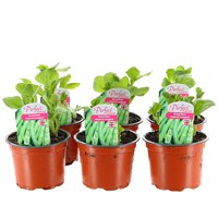A Lucky Dip Selection! Broad Bean - 6 x 10.5cm Pot Bedding Vegetable