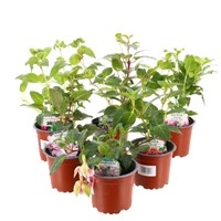 A Lucky Dip Selection! Fuchsia Trailing Mixed - 6 x 10.5cm Pot Bedding