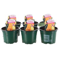 A Lucky Dip Selection! Butternut Squash - 6 x 10.5cm Pot Vegetable