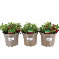 A Lucky Dip Selection! Calibrachoa Trio - 3 x 2L Pot Bedding