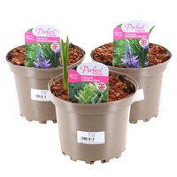 A Lucky Dip Selection! Camassia - 3 x 2L Pot Bedding Bulbs