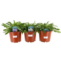 A Lucky Dip Selection! Campanula - 3 x 3L Pot Bedding