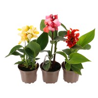 A Lucky Dip Selection! Canna Lily - 3 x 2L Pot Bedding