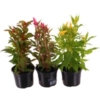 A Lucky Dip Selection! Celosia - 13cm x 3 Pot Bedding