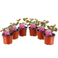 A Lucky Dip Selection! Centradenia - 6 x 10.5cm Pot Bedding