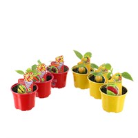 A Lucky Dip Selection! Chilli & Sweet Pepper - 6 x 10.5cm Pot Vegetable