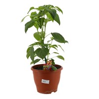 A Lucky Dip Selection! Chilli Pepper 5L Pot Vegetable