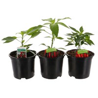A Lucky Dip Selection! Chilli Peppers Assorted 3 x 1L Pot Vegetables