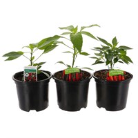 A Lucky Dip Selection! Chilli Peppers Assorted 3 x 13cm Pot Vegetable
