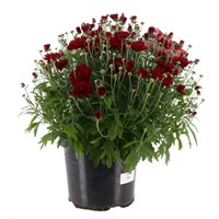 A Lucky Dip Selection - Chrysanthemum 4L Pot Bedding
