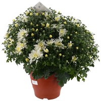 A Lucky Dip Selection! Chrysanthemum 6.5L Pot Bedding