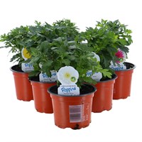 A Lucky Dip Selection! Chrysanthemum Poppins - 6 x 10.5cm Pot Bedding