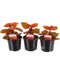 A Lucky Dip Selection! Coleus - 3 x 13cm Pot Bedding