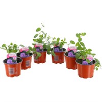 A Lucky Dip Selection! Convolvulus - 6 x 10.5cm Pot Bedding