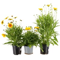A Lucky Dip Selection! Coreopsis - 13cm x 3 Pot Bedding