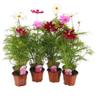 A Lucky Dip Selection! Cosmos - 13cm x 8 Pots