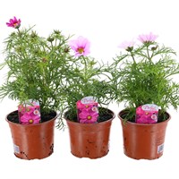 A Lucky Dip Selection! Cosmos - 3 x 13cm Pot Bedding