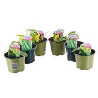 A Lucky Dip Selection! Courgette - 6 x 10.5cm Vegetable Pot Bedding