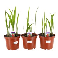 A Lucky Dip Selection! Crocosmia - 3 x 3L Pot Bedding