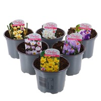 A Lucky Dip Selection! Crocus - 6 x 10.5cm Pot Bedding Bulbs