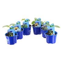 A Lucky Dip Selection! Cucumber - 6 x 10.5cm Vegetable Pot Bedding