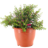 A Lucky Dip Selection! Cuphea 6.5L Pot Bedding