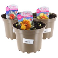 A Lucky Dip Selection! Daffodil - 3 x 2L Pot Bedding Bulbs