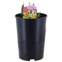 A Lucky Dip Selection! Daffodil 4L Pot Bedding Bulbs
