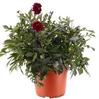 A Lucky Dip Selection! Dahlia 17L Pot Bedding