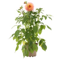 A Lucky Dip Selection! Dahlia 2L Pot Bedding